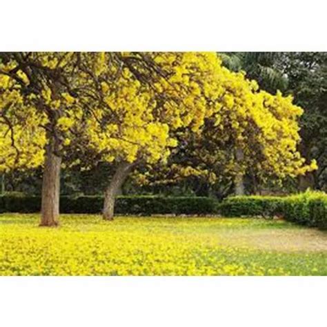 Tabebuia Argentea Tree at best price in Chikkaballapur by Sri Sai ...