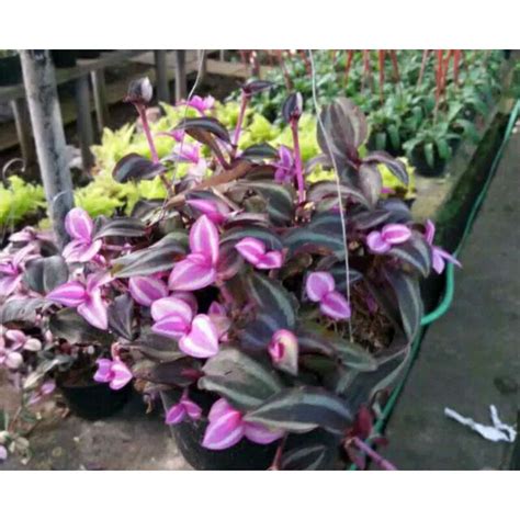 Jual Tanaman Hias Tradescantia Air Mas Gantung Shopee Indonesia