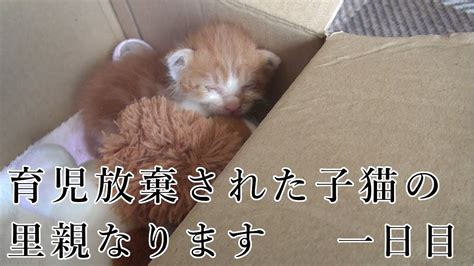 【子猫】育児放棄された子猫家族にむかえました Youtube