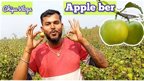 Gaon Main Apple Ber Ki Kheti Apple Ber Farming YouTube