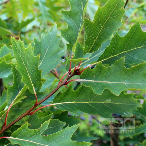 Quercus Rubra Red Oak Tree Mail Order Trees