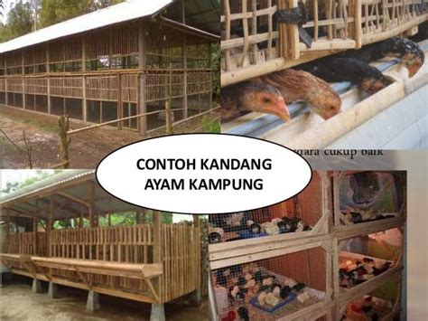 Gaya Terbaru 24 Kandang Ayam Kampung Yang Baik