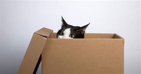 helpful tips  moving  cats