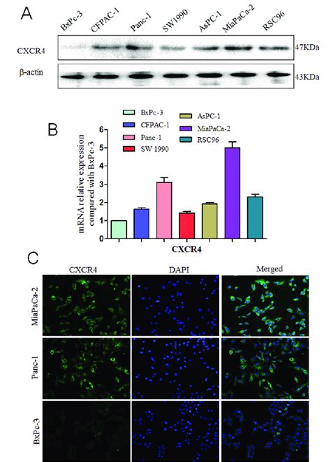 Expression Levels Of CXCR4 And CXCL12 In Pancreatic Cancers The