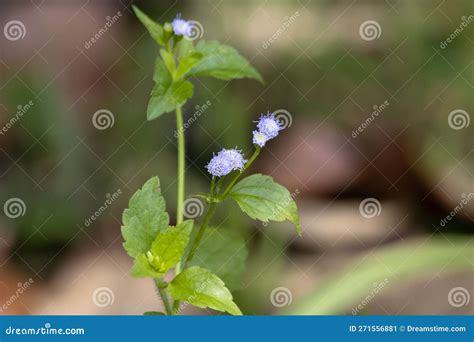 Flowers Of A Goatweed Ageratum Conyzoides Stock Image Image Of