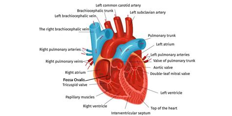 Fossa Ovalis - Definition, Functions, Anatomy, Importance & Disorders