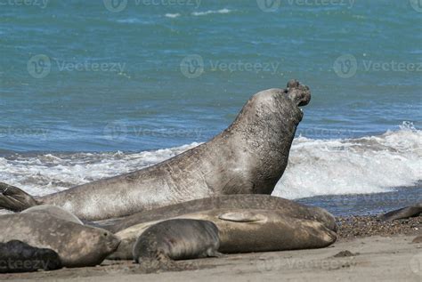 Elephant Seal Couple Mating Peninsula Valdes Patagonia Argentina