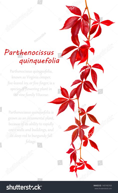 Virginia Creeper Twig Isolated Fall Vine Stock Photo 149740769