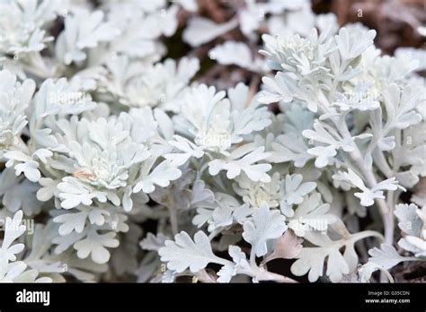 White artemisia hi-res stock photography and images - Alamy