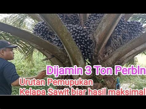 Urutan Pemupukan Kelapa Sawit Biar Berbuah Besar Oil Palm Fertilization