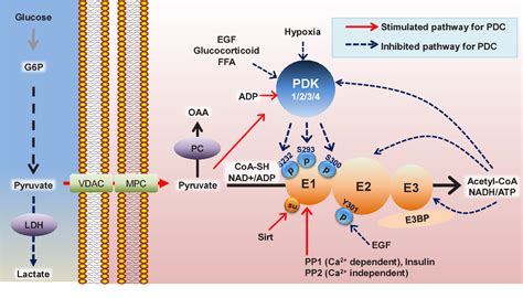 Pyruvate Dehydrogenase Complex