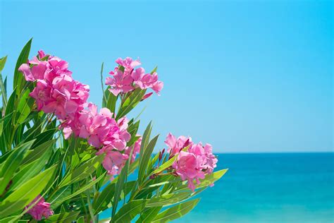 Ocean Flowers – Print A Wallpaper