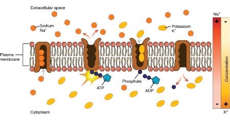 Extracellular Fluid | ECF Definition & Function | Study.com