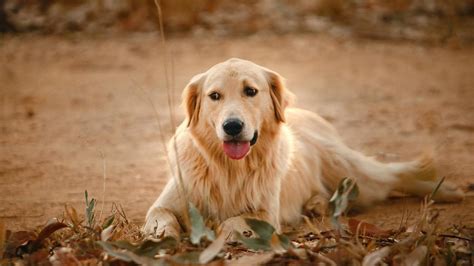 Razas De Perros Para Ninos