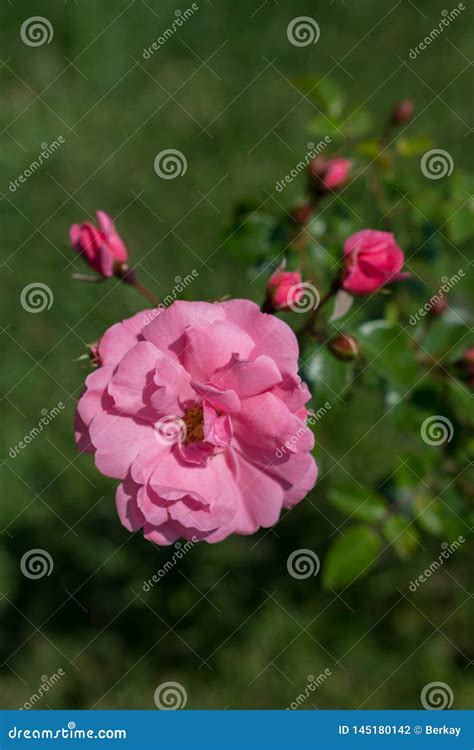 Rosa Colorida Bonita De Floresc Ncia No Fundo Floral Foto De Stock