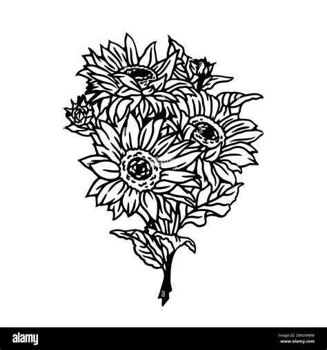 Black And White Sketch Of Sunflowers Isolated On A White Background