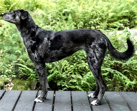 Catahoula Leopard Dog: Origin, Characteristics, Uses