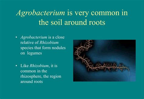 Ppt Agrobacterium Tumefaciens Powerpoint Presentation Free Download