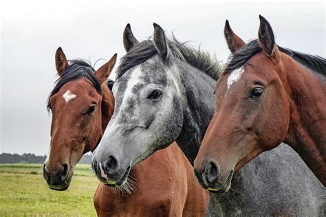 Horse Spiritual Meaning And Symbolism All You Need To Know