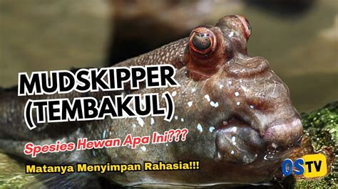 Mudskipper Tembakul Ikan Paling Aneh Di Dunia Yang Kemampuannya Akan