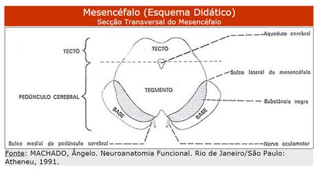 Mesencéfalo Anatomia II