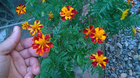 How Long Does A Marigold Plant Live