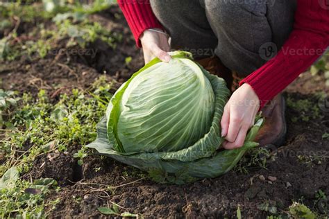 Cabbage harvest 810695 Stock Photo at Vecteezy