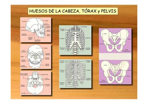 Anatomia Fisiologia Higiene Y Salud Del Cuerp Humano Pptx Descarga