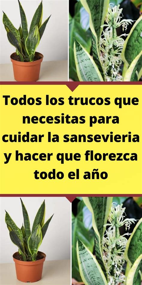 Todos Los Trucos Que Necesitas Para Cuidar La Sansevieria Y Hacer Que