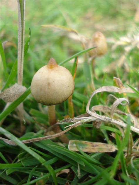 Shroomery - Psilocybe semilanceata