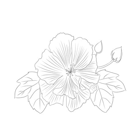 Vector Line Drawing Hibiscus Flower Flower Drawing Wing Drawing