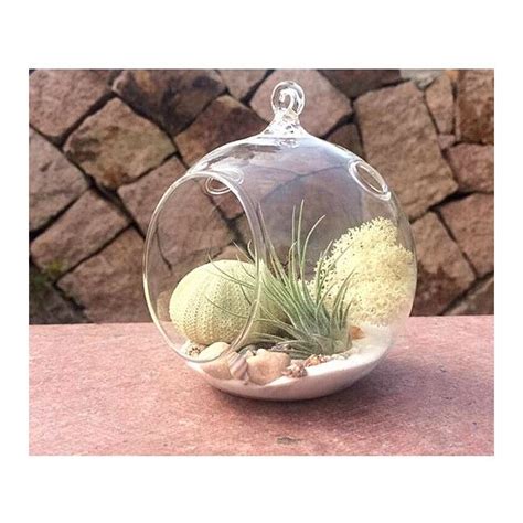 4 Glass Orb Terrarium Kit With Ionantha Tillandsia Air Plant