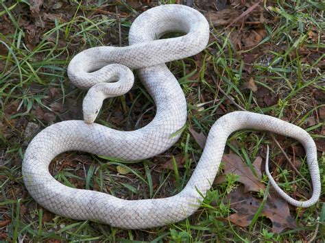 Our Gray Rat Snake Project Faunaclassifieds