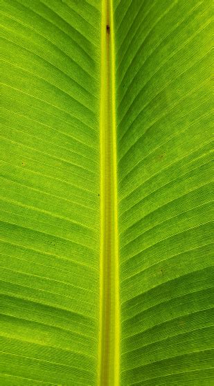 Close Up Banana Leaf Texture Stock Photo Download Image Now