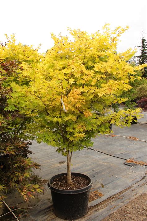 Acer Palmatum Summer Gold Specimen 2202 Conifer Kingdom