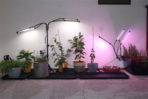 Buying Guide Indoor Plant Lights For Vegetables And Fruits — Fox Run Environmental Education Center