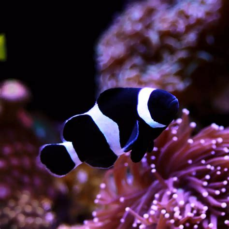 ORA® Captive-Bred Misbar Black & White Ocellaris Clownfish - Fish and ...