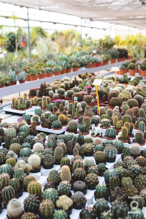 Colecci N De Cactus Vivero De Plantas Vivero De Cactus Cultivo De