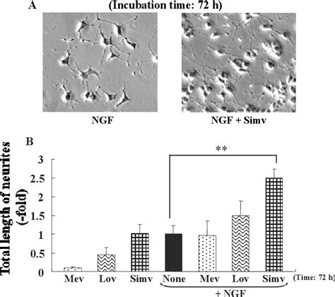 Figure 3 From Cholesterol Independent Mapkerk Signal Mediated