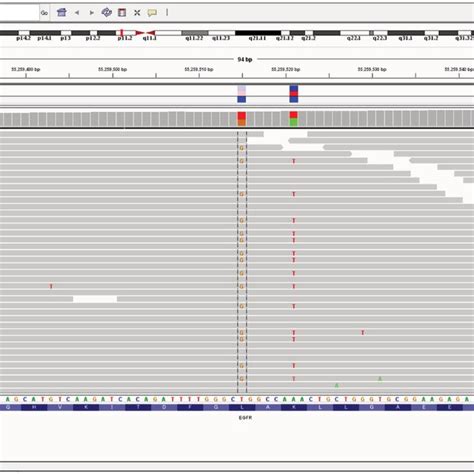 The Integrative Genomics Viewer Igv Image Of Egfr Nucleotide