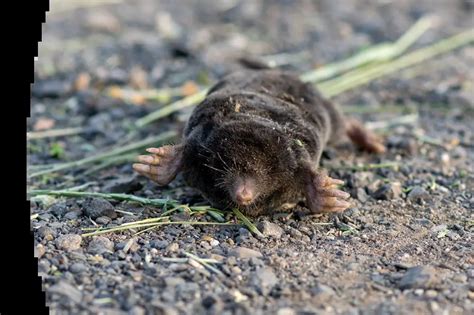 Moles Removal Service - Forsyth Wildlife