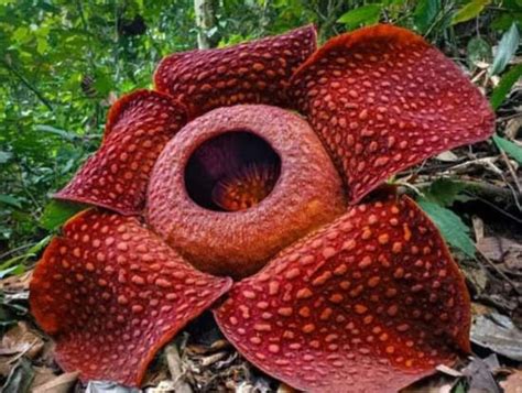 The Worlds Weirdest Flowers