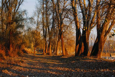 Free picture: autumn season, forest path, forest road, leaves, tree ...