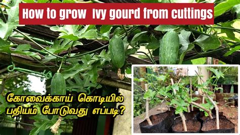 கோவைக்காய் கொடியில் பதியம் போடுவது எப்படி How To Grow Ivy Gourd From