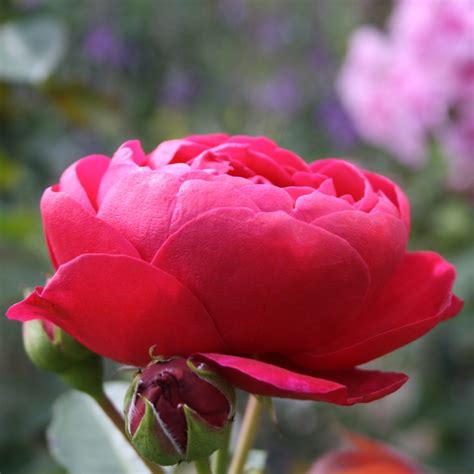 Ascot – Karin Schade – Stauden und Rosen