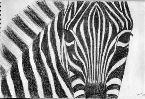 Zebra Pencil Drawing Images Pencildrawing2019