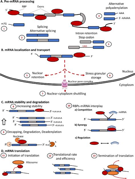 Schematic drawing of RNA-binding proteins regulating RNA fate. RNA ...