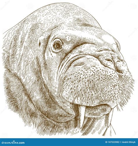 Engraving Illustration Of Walrus Head Stock Vector Illustration Of