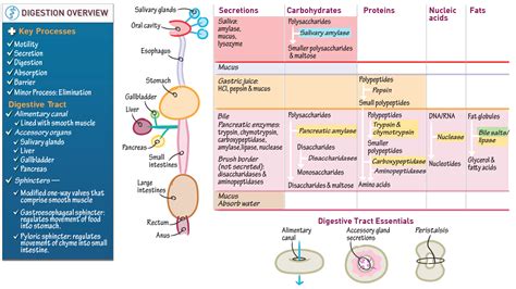 Physiology Overview Of Digestive Physiology Ditki Medical And Biological Sciences