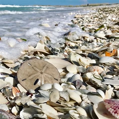 New Video August Shelling Adventure On Cayo Costa I Love Shelling